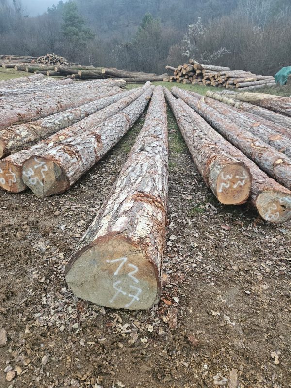 ROUND PINEWOOD WITH BARK