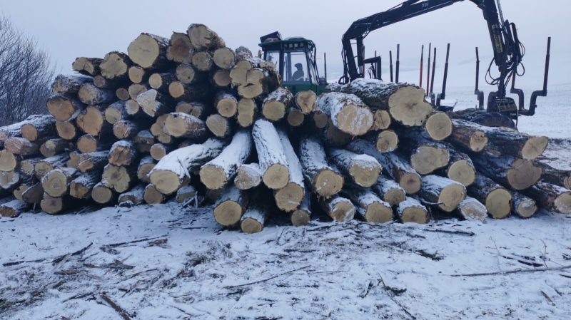 ACACIA LOGS 