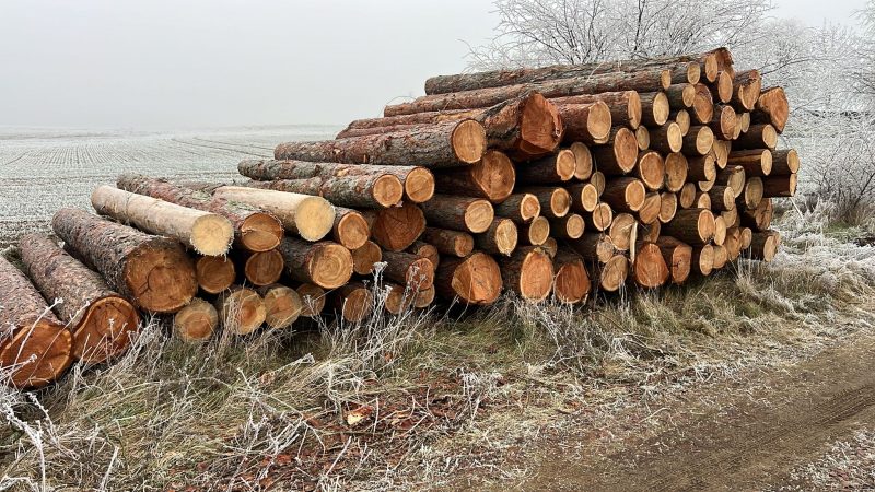 LARCH WOOD ROUND WITH BARK