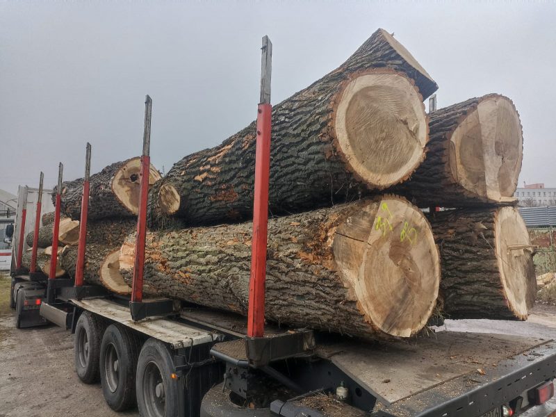 POPLAR LOGS 