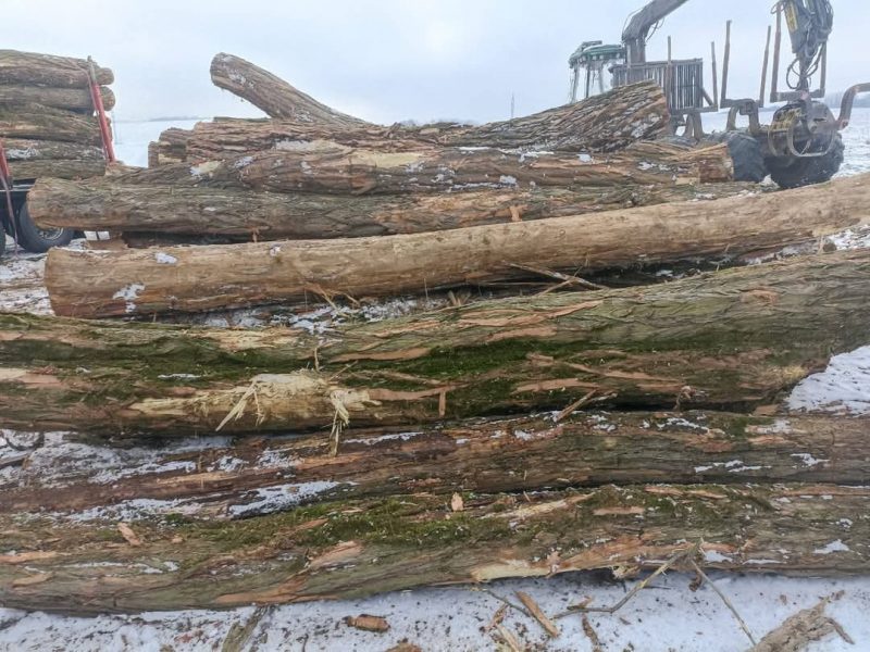 ACACIA LOGS 