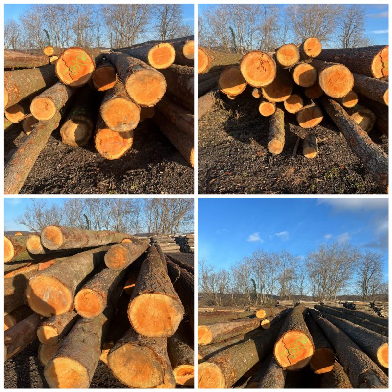 DOUGLAS-FIR LOGS 