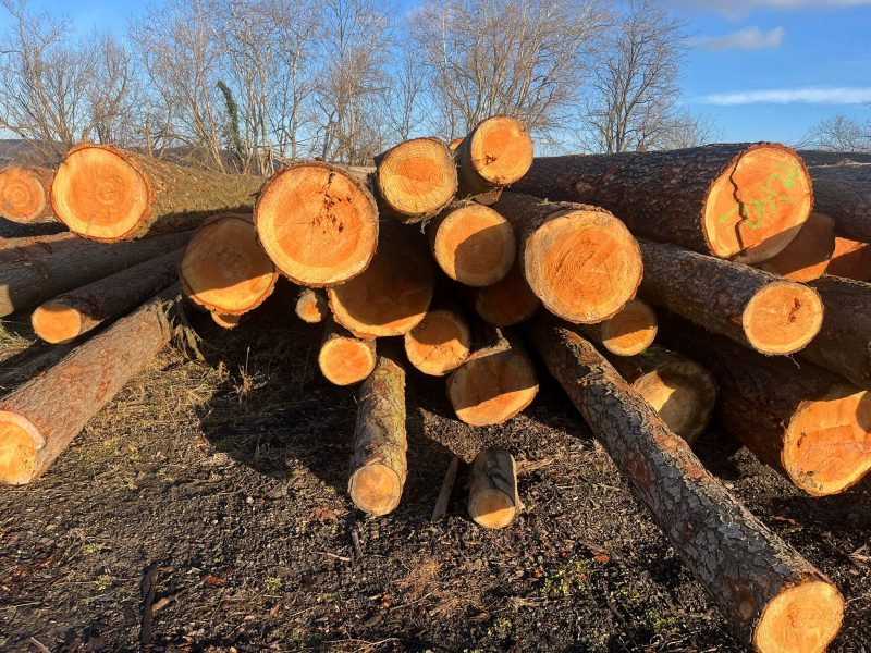 DOUGLAS-FIR LOGS 