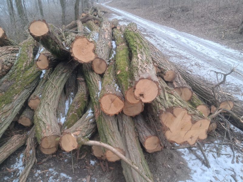 ACACIA LOGS 