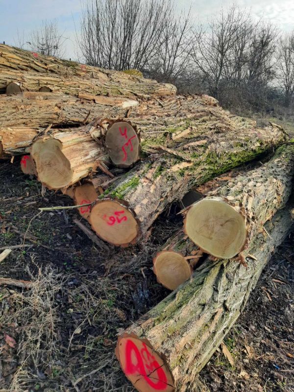 ACACIA LOGS 