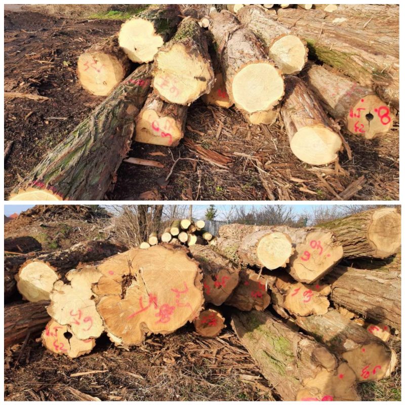ACACIA LOGS 