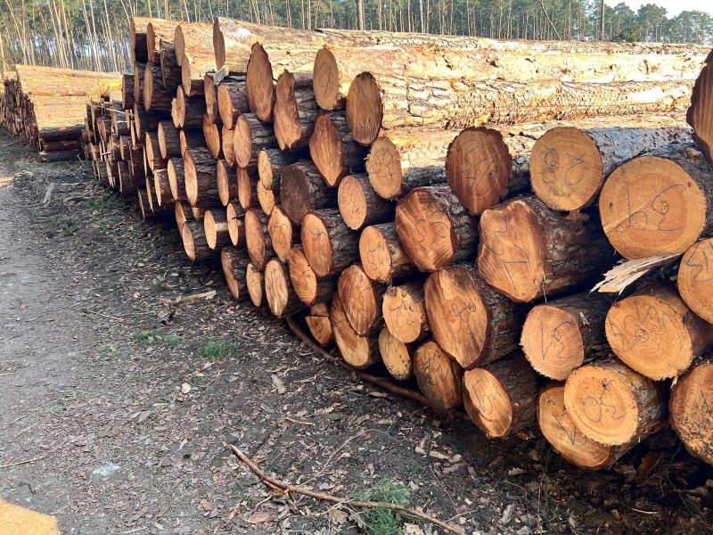ROUND PINEWOOD WITH BARK 