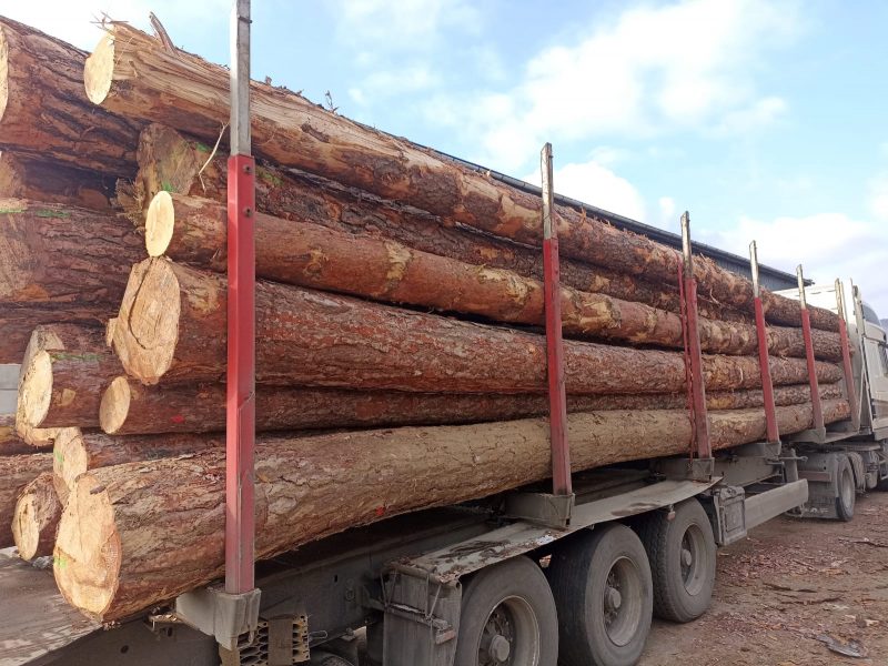 ROUND PINEWOOD WITH BARK 