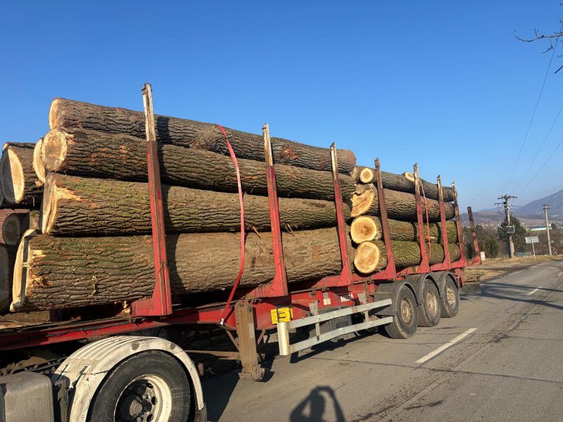 POPLAR LOGS 