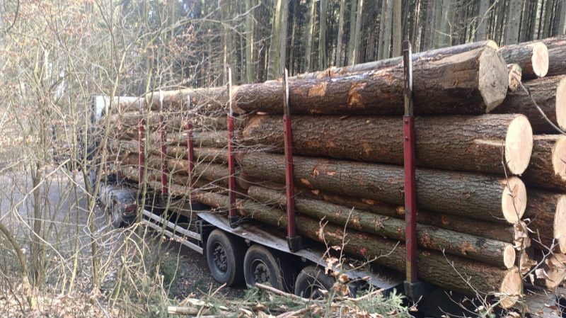 DOUGLAS-FIR LOGS 