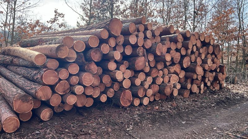 LARCH WOOD ROUND WITH BARK