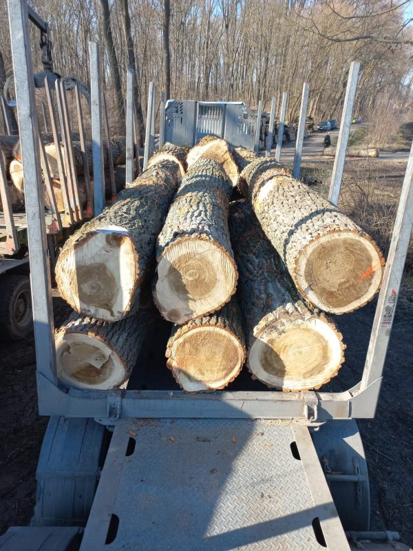 POPLAR LOGS 