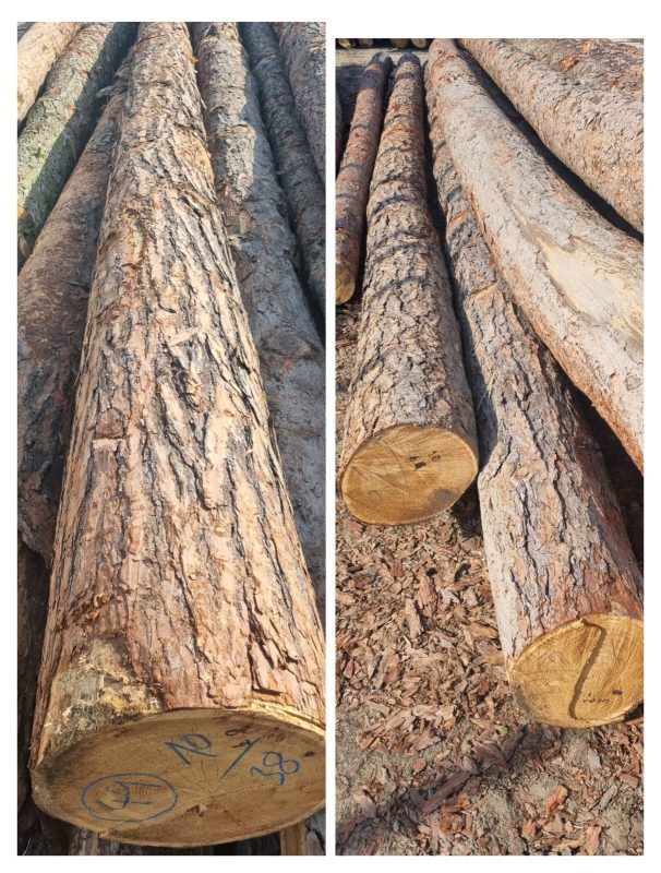 LARCH WOOD ROUND WITH BARK