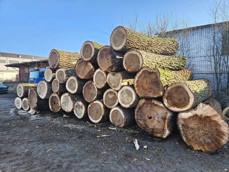 POPLAR LOGS 