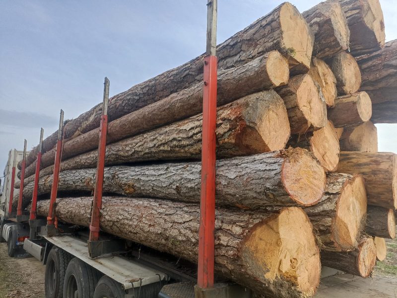 ROUND PINEWOOD WITH BARK 