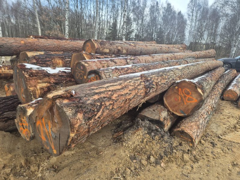 LARCH WOOD ROUND WITH BARK