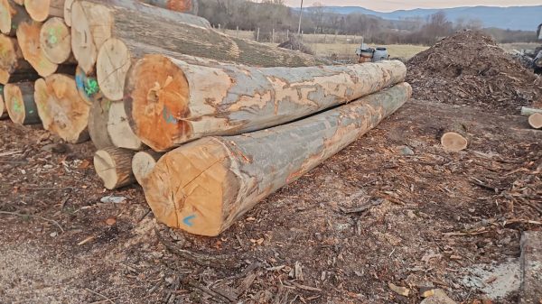ROUND BEECHWOOD WITH BARK