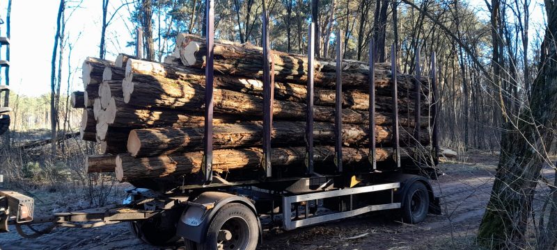 ACACIA LOGS 