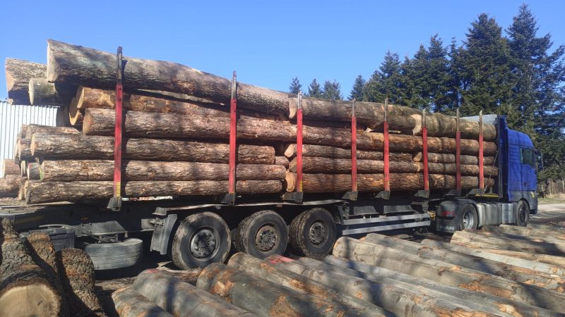 ROUND PINEWOOD WITH BARK 