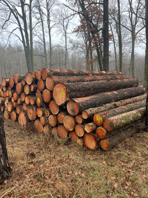 DOUGLAS-FIR LOGS 