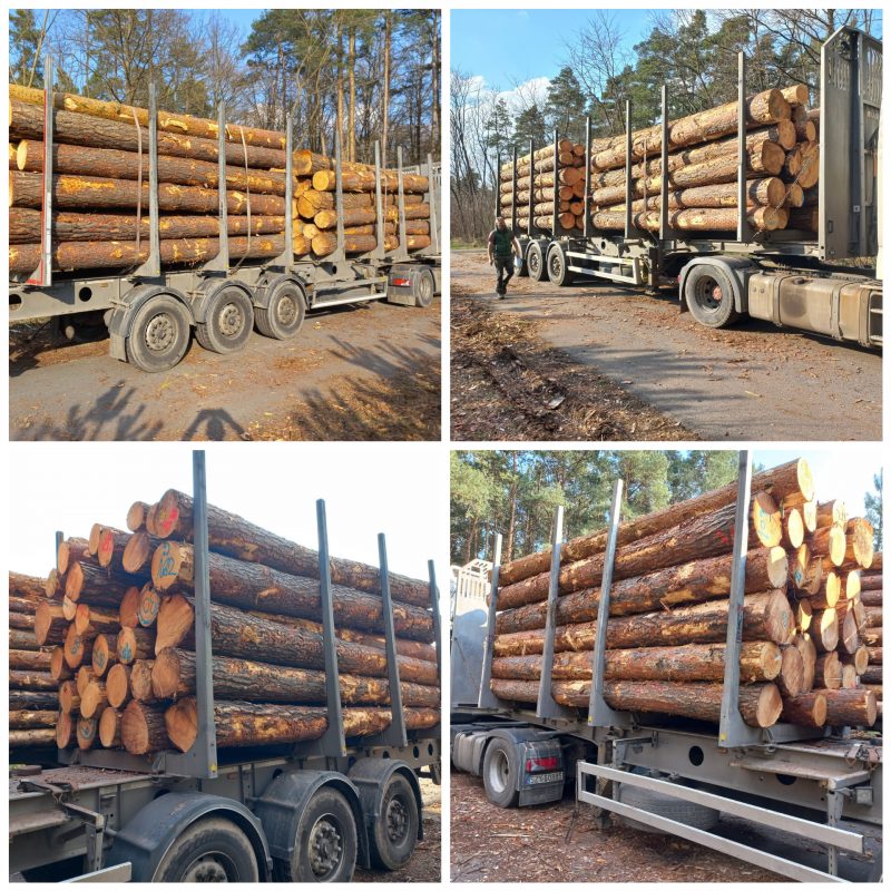 ROUND PINEWOOD WITH BARK 