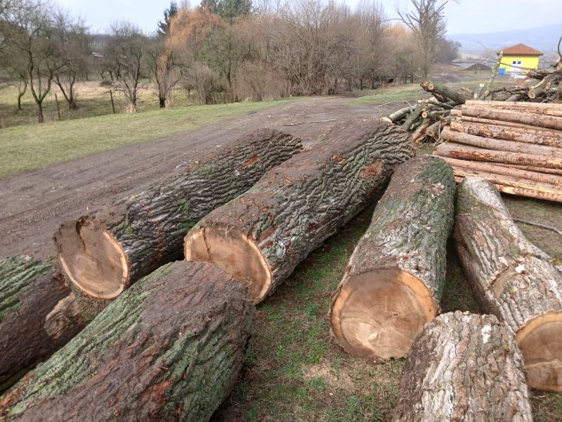 POPLAR LOGS 