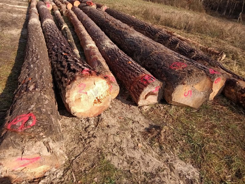 ROUND PINEWOOD WITH BARK 