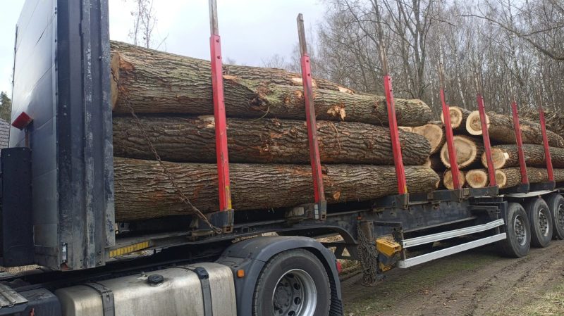 POPLAR LOGS 