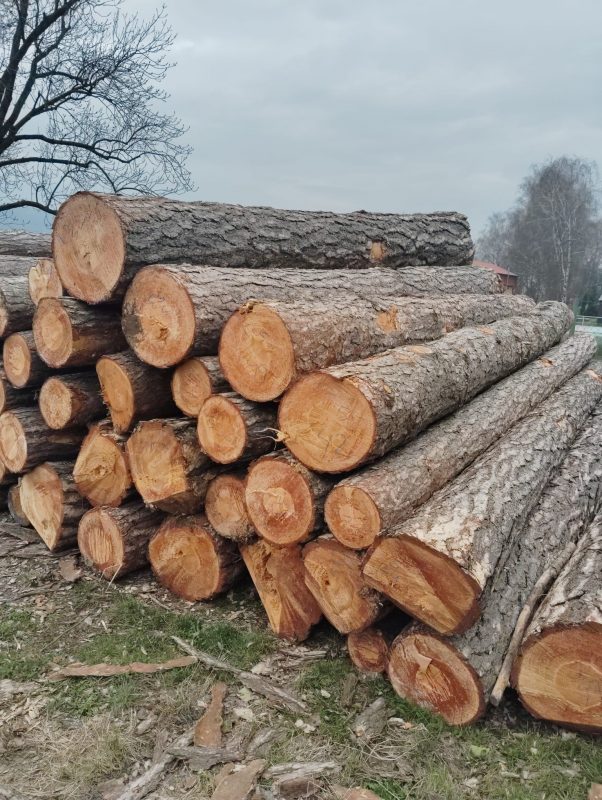 ROUND PINEWOOD WITH BARK 