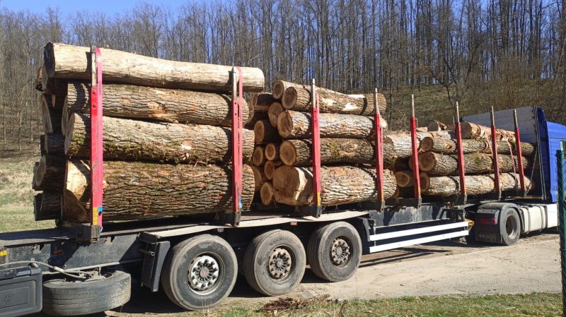 POPLAR LOGS 