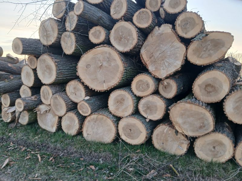 POPLAR LOGS 