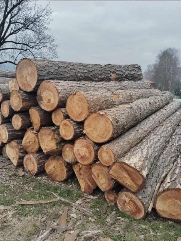 ROUND PINEWOOD WITH BARK 