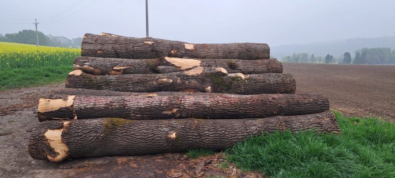 ROUND ASH WOOD WITH BARK