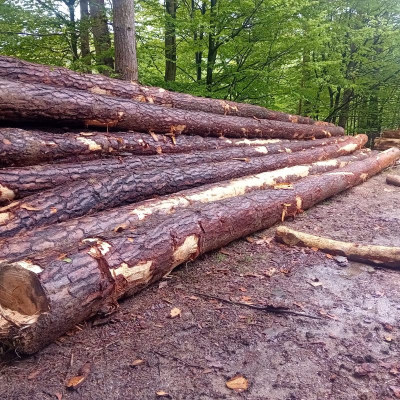 ROUND PINEWOOD WITH BARK 