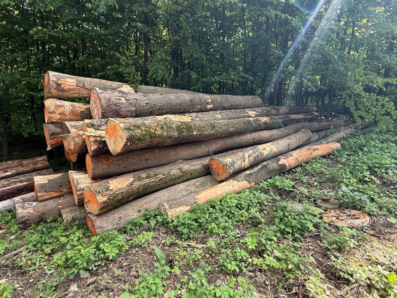 ROUND ASH WOOD WITH BARK 