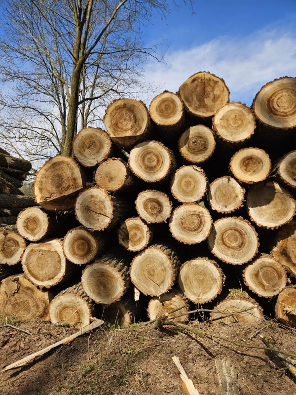 POPLAR LOGS 