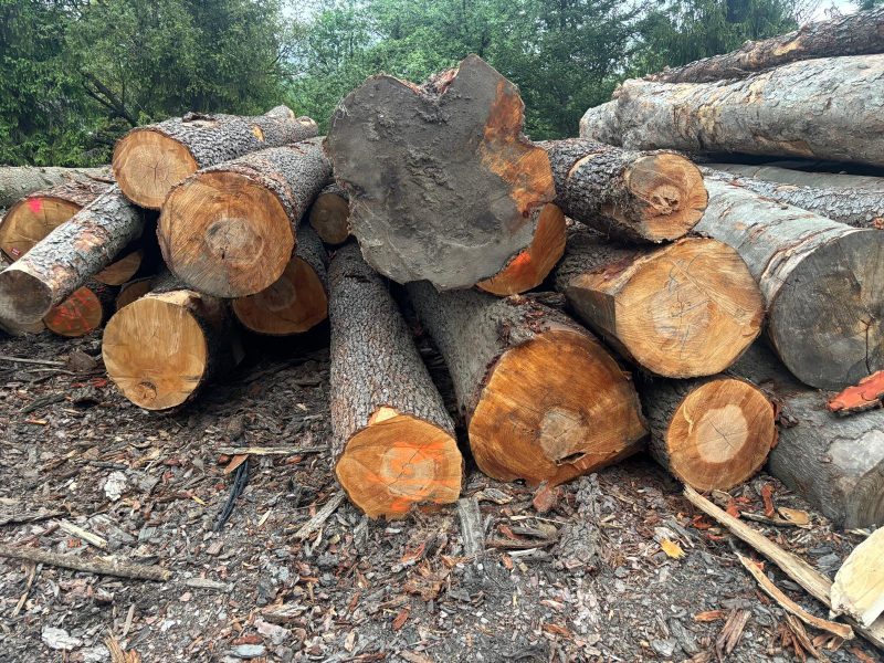ROUND ALDER WOOD WITH BARK 