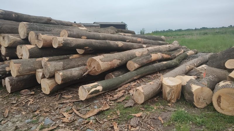ROUND ASH WOOD WITH BARK 