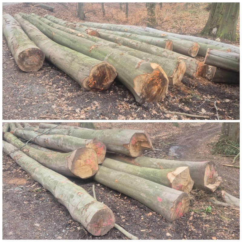 ROUND BEECHWOOD WITH BARK