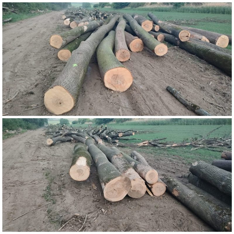 ROUND ASH WOOD WITH BARK