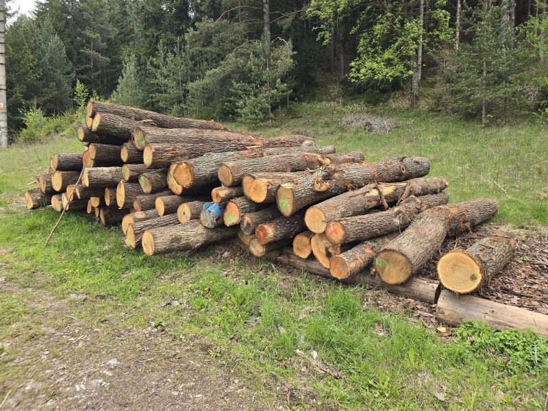 ROUND OAK WOOD WITH BARK 