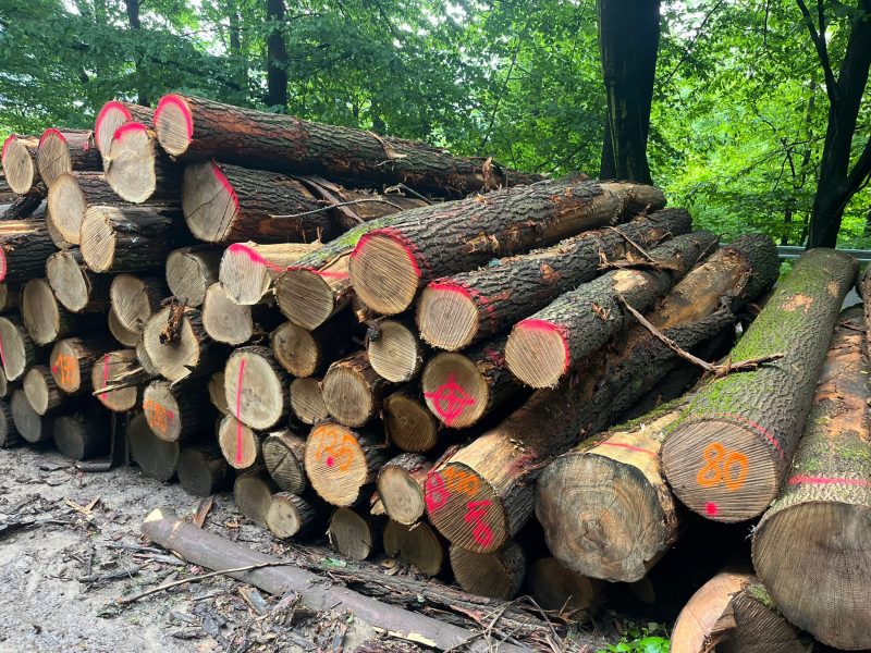 ROUND OAK WOOD WITH BARK