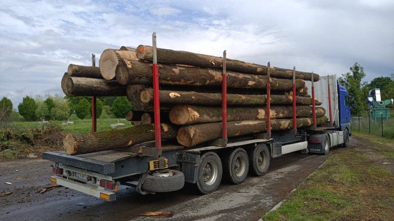 ROUND ASH WOOD WITH BARK 