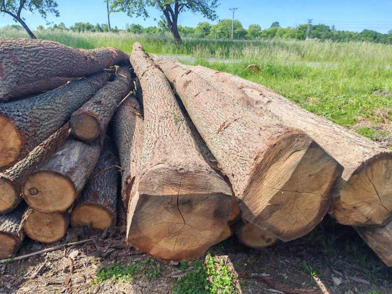 ROUND OAK WOOD WITH BARK