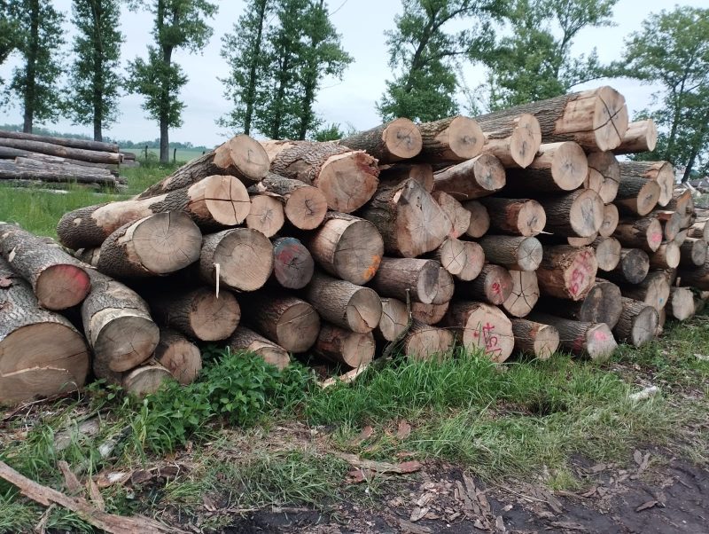 ROUND ASH WOOD WITH BARK 