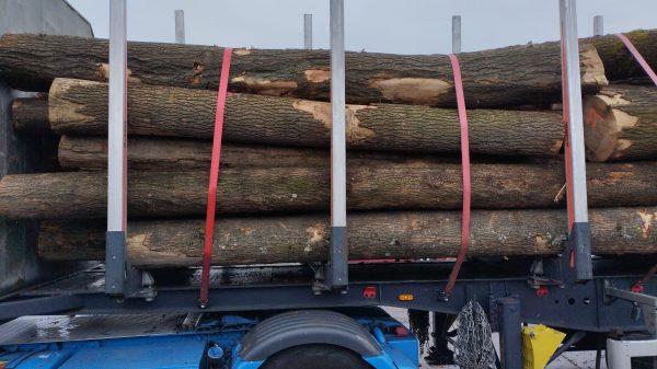ROUND OAK WOOD WITH BARK