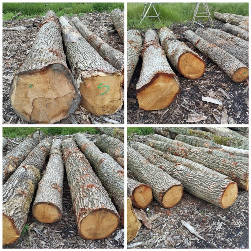 ROUND OAK WOOD WITH BARK 