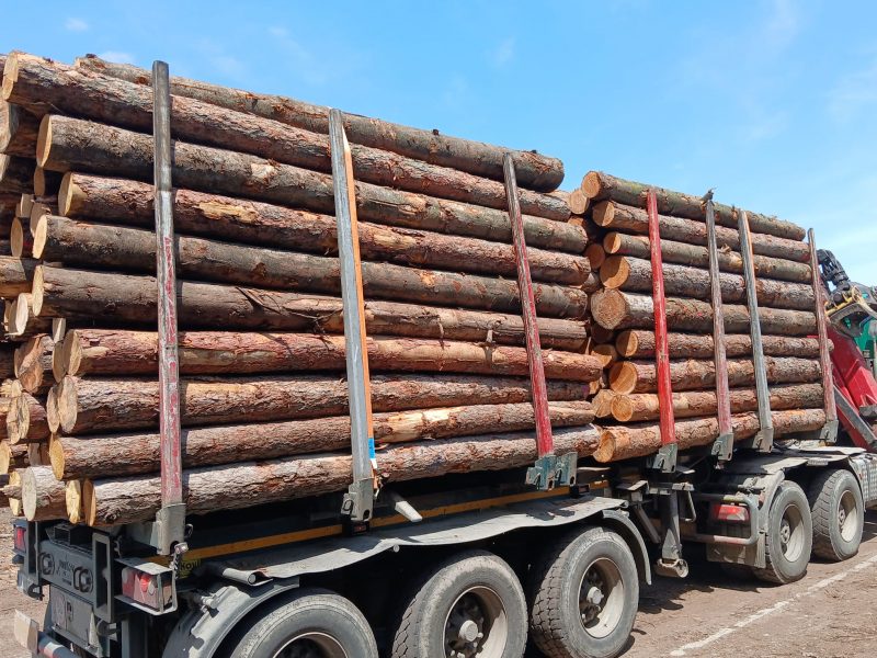 LARCH WOOD ROUND WITH BARK 