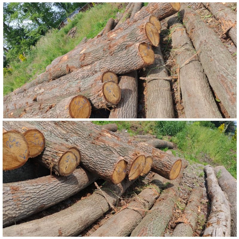 ROUND OAK WOOD WITH BARK 