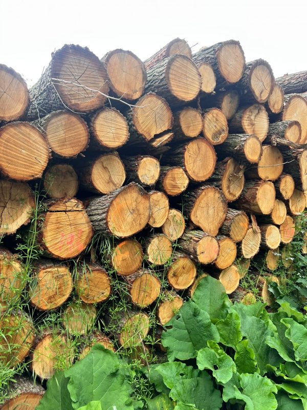 ROUND OAK WOOD WITH BARK 